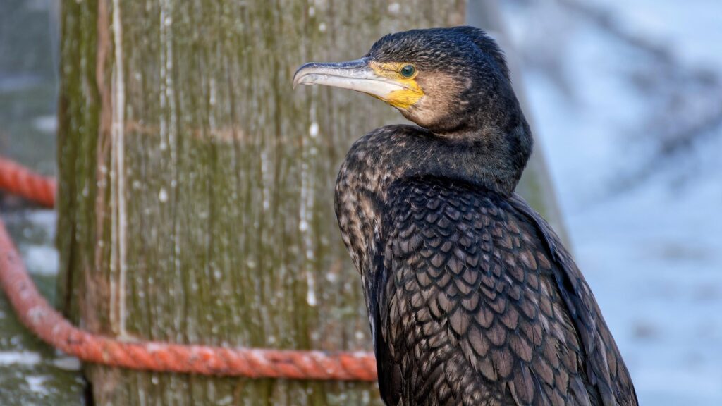 介護職で仕事を休むときの適切な言い方は？