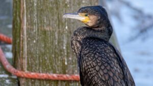 介護職で仕事を休むときの適切な言い方は？